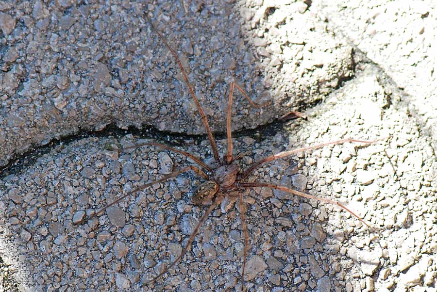 Tegenaria sp.